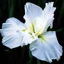 Iris ensata 'Little Snow Man' (White Japanese Iris)