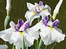 Iris ensata 'Queen's Tiara' (Queen's Tiara Japanese Iris)