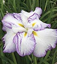 Iris ensata 'Sweet Murmur' (Sweet Murmur Japanese Iris)