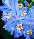 Iris japonica 'Eco Easter' (Evergreen Japanese Iris)