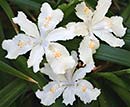 Iris japonica 'Wuhan Angel' (Japanese Iris)