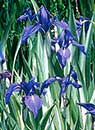 Iris laevigata 'Variegata' (Striped Water Iris)