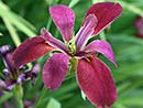 Iris nelsonii (Nelson's Water Iris)