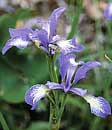 Iris prismatica (Slender Blue Iris)