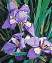 Iris unguicularis (Winter Blooming Algerian Iris)