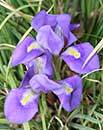 Iris unguicularis ssp. cretensis (Winter Blooming Iris)