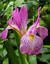 Iris virginica 'Carl Amason' (Carl Amason Blue Flag Iris)