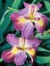 Iris x louisiana 'Cajun Love' (Cajun Love Louisiana Iris)