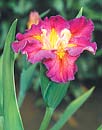 Iris x louisiana 'Joie de Vivre' (Joie de Vivre Louisiana Iris)