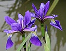 Iris x robusta 'Dark Aura' (J. Hewitt 96)