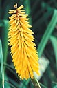 Kniphofia 'Bleached Blonde' (Bleached Blonde Red Hot Poker)