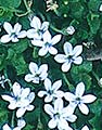 Laurentia fluviatilis (Blue Star Creeper)