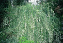 Lespedeza thunbergii 'White Fountain' (White Bush Clover)