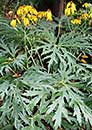 Ligularia japonica (Japanese Ligularia)