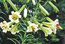 Lilium brownii 'Sichuan Splendor' (Brown's Lily)
