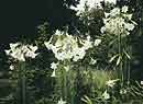Lilium formosanum (Formosa Lily)