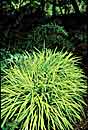 Liriope muscari 'Peedee Ingot' (Golden Monkey Grass)
