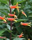 Lobelia sp. 'Candy Corn' (Candy Corn Cardinal Flower)