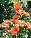 Lychnis coronata 'Orange Sherbet' (Orange Robin)