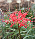 Lycoris radiata var. pumila 'Red China' (Red China Surprise Lily)