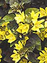 Lysimachia congestiflora 'Persian Chocolate' (Persian Chocolate Moneywort)