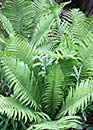 Matteuccia struthiopteris 'The King' (The King Ostrich Fern)