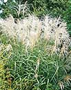 Miscanthus 'Andante' (Andante Maiden Grass)