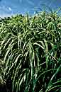 Miscanthus sinensis 'Cosmopolitan' (Cosmopolitan Maiden Grass)