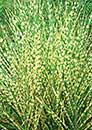 Miscanthus sinensis 'Gold Bar' PP 15,193 (Gold Bar Maiden Grass)
