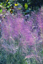 Muhlenbergia capillaris (Hairy Awn Muhly)