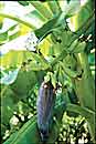 Musa 'Orinoco' (Orinoco Banana)