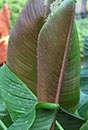 Musa sikkimensis (Sikkim Banana)