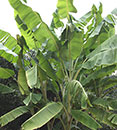 Musa yunnanensis (Yunnan Hardy Banana)