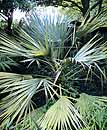 Nannorrhops ritchieana (Mazari Palm)
