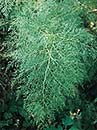 Onychium japonicum 'Sichuan Lace' (Sichuan Lace Cat's Claw Fern)