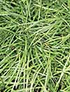 Ophiopogon formosanus BSWJ 3659 (Taiwan Mondo Grass)