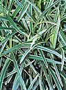 Ophiopogon 'Haku ryu Ko' (White Dragon Light Mondo Grass)