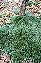Ophiopogon japonicus 'Gyoku Ryu' (Dwarf Mondo Grass)