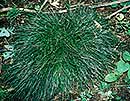 Ophiopogon japonicus 'Seoulitary Man' (Clumping Mondo Grass)