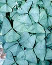 Oxalis regnellii 'Jade' PP 17,558 (Jade False Shamrock)