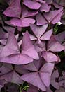 Oxalis regnellii 'Mijke' (Purple Leaf False Shamrock)