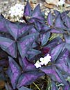 Oxalis regnellii 'Triangularis' (Purple and Black False Shamrock)