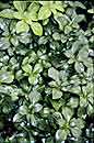 Pachysandra terminalis 'Green Sheen' (Shiny Leaf Pachysandra)
