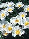 Paeonia 'Krinkled White' (A.M. Brand 28)