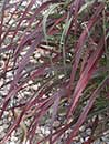 Panicum virgatum 'Ruby Ribbons' PP 17,944 (Ruby Ribbons Switch Grass)