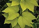 Parthenocissus tricuspidata 'Fenway Park' (Golden Leaf Boston Ivy)