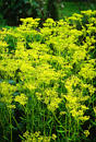 Patrinia scabiosifolia (Golden Lace)