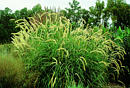 Pennisetum orientale 'Tall Tails' (Giant Fountain Grass)