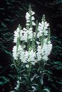 Physostegia virginiana 'Miss Manners' PP 12,637 (Well-Behaved Obedient Plant)