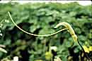 Pinellia cordata (Miniature Green Dragon)